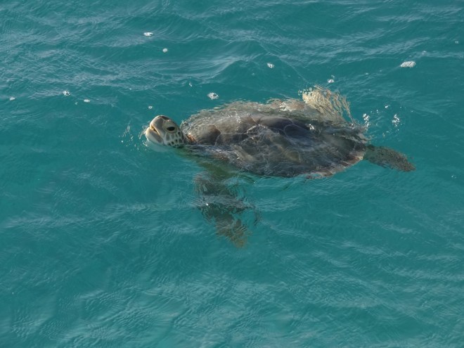 This guy comes by most days and poses for pictures before diving down