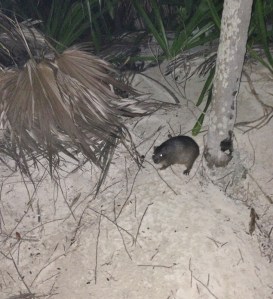 Captured! An entire hutia who ventured out alone.