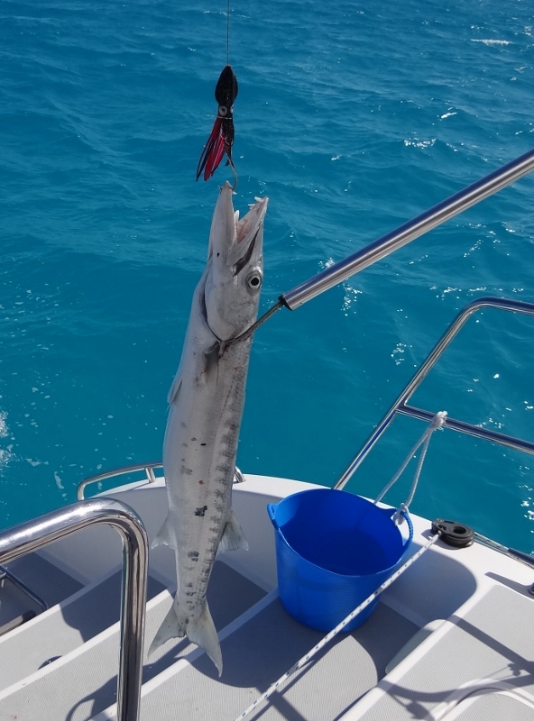 I think this one was our big one- 36" and a fighter