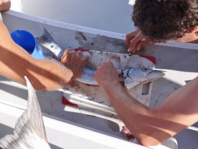 Benj works with his assistant at the stern to turn fish into dinner