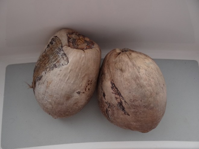 Climb a tree and cut down a ripe one- or select one off the ground, like most do