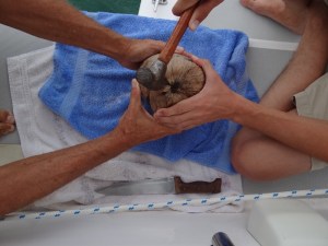 We used our heavy duty large chef's knife to cut around the outer husk first