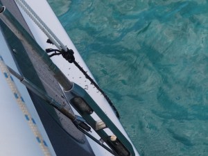 About 10ft long and loaded with tiny shells along its length- it stunk