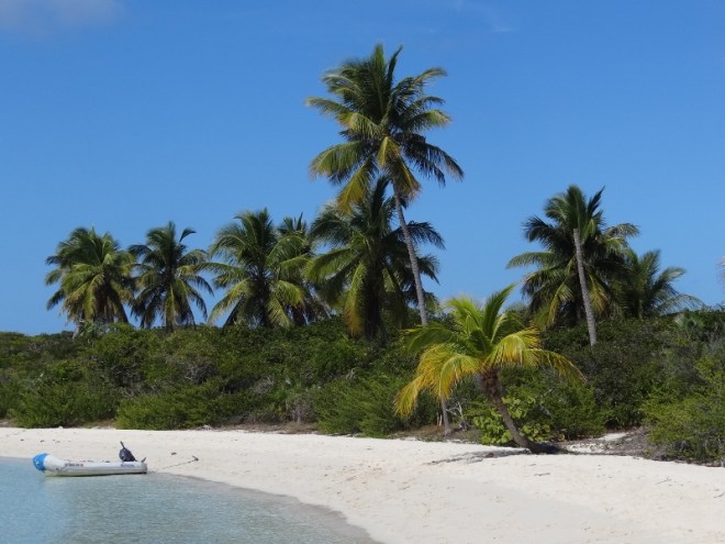 Loved the look of the curved palm tree