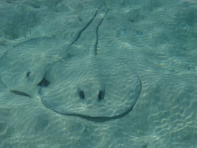 Snuggle stingrays look like ghosts in sand