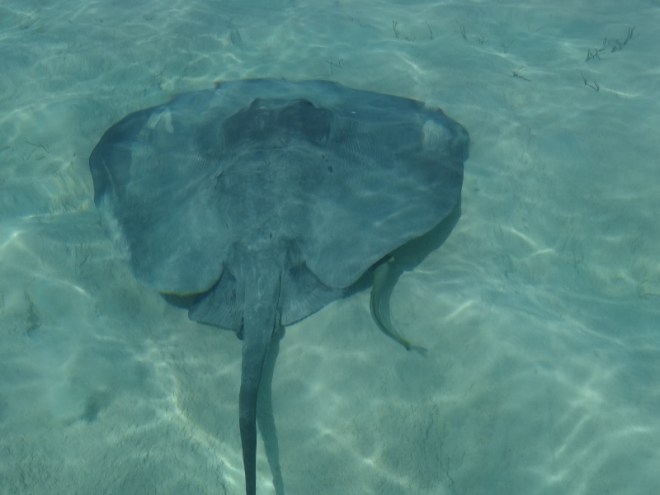This stingray had a remora friend along for the ride