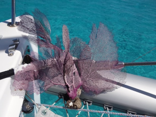 The largest sea fan I've seen and being purple I had to have it