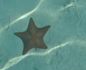 sea star