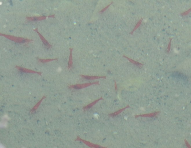The sun did not co-operate for a decent photo of the red shrimp