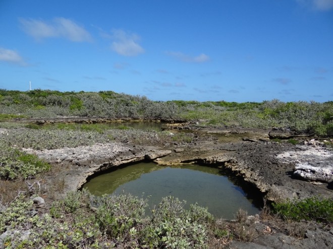 The ocean-fed red shrimp holes- the distant one was loaded, not so much the others