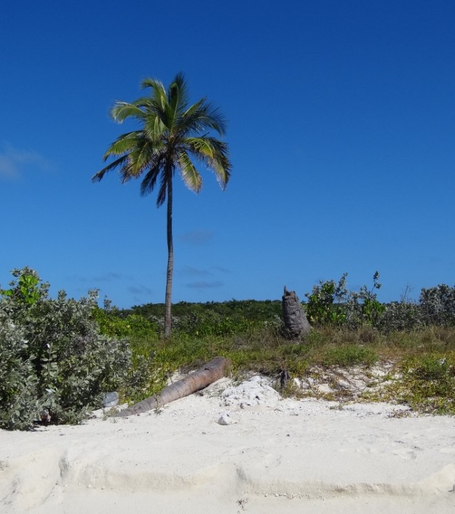 Two Palms now One Palm.... some day no palms