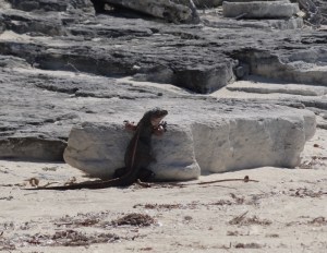 This guy is ready to be served at the table