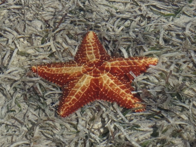 This large sea star was easy to spot in shallow, clear water close to the beach