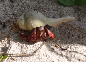 This hermit crab chose a different shell than the usual West Indian Top Shells. He hangs around the pub at night