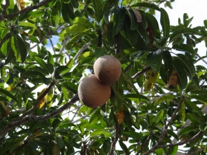 A sapodilly tree and the round, edible fruit. Apricot colored, tasted like a guava/kiwi blend. We took two home to ripen