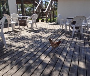 Chicken for lunch? Dining on the deck at the Buccaneer Club