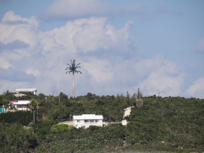 How silly- a cell tower dressed in a palm tree costume