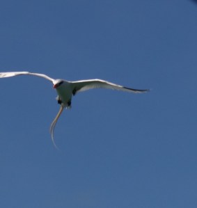 White-tailed tropicbird