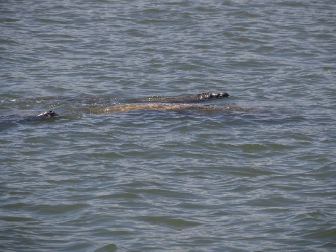Almost looked like gators, but when they moved, you knew they were manatees