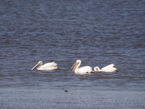 At first glance we thought "swan?", but no, just white pelicans acting like swans