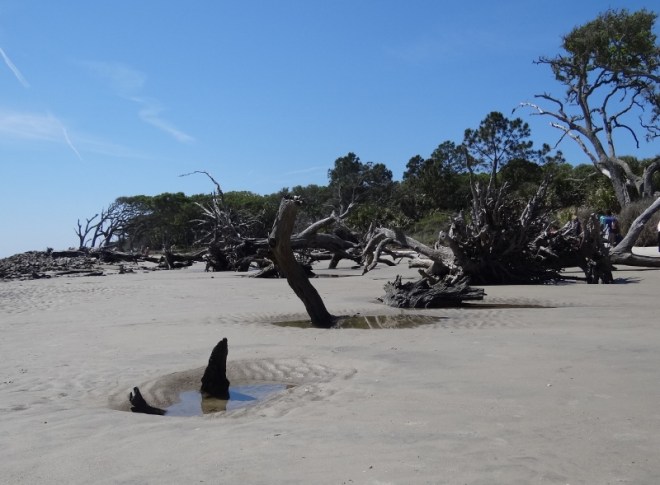 driftwood beach