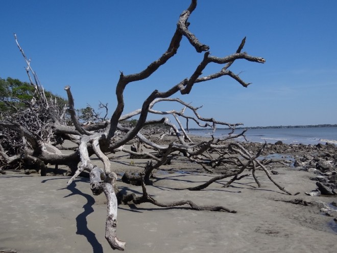 Driftwood Beach- an extreme and haunting example of serious land erosion