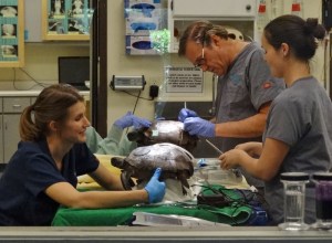 Two gopher turtles require shell repair after being hit by cars