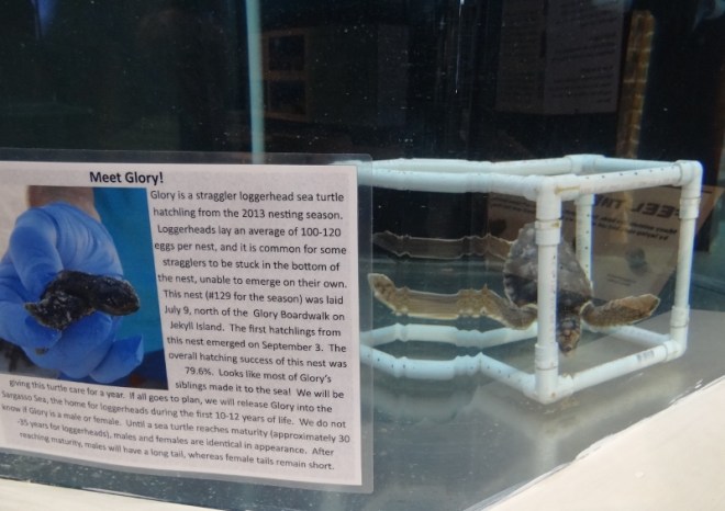 Baby turtle, Glory has a decent chance of survival