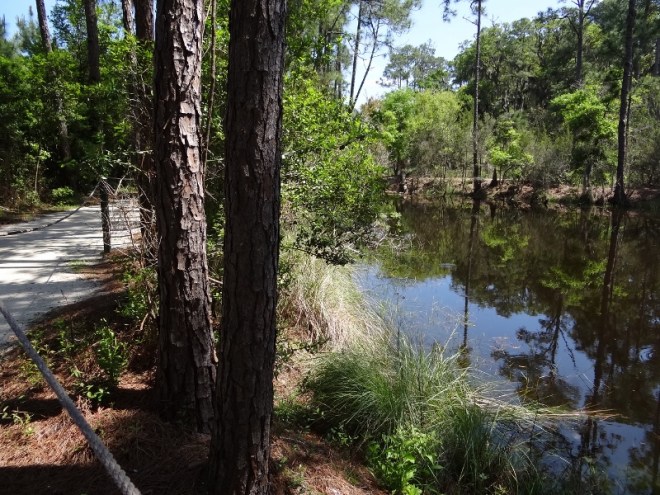 Crossing the island was more rustic- watch for gators here