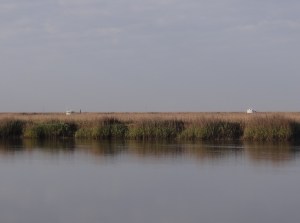At low tide the boats disappear into the marsh grass