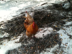 Beach chicks. Very domestic and sooo big!