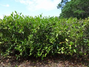 Row upon row of tightly planted bushes. These look almost ready to lose their new shoots