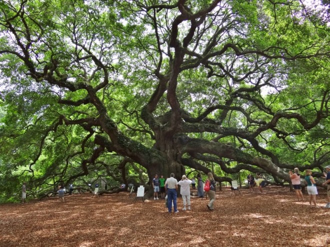 Maybe a panoramic picture would have done the tree more justice