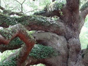 Close-up of where the large branches extend from the trunk