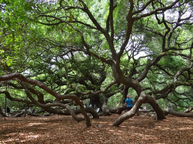 Interior view- dances with branches. Several dive underground then resurface