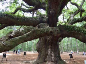 Looks like two or tree trees worth of trunk