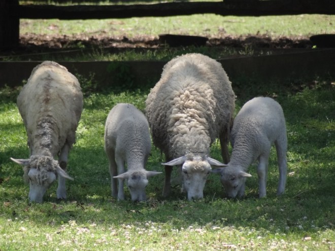 Benj, this one is four ewe! Gulf Coast Sheep