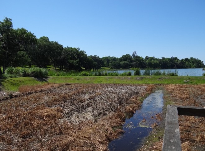 A demo rice field in foreground with the larger flooded rice field behind