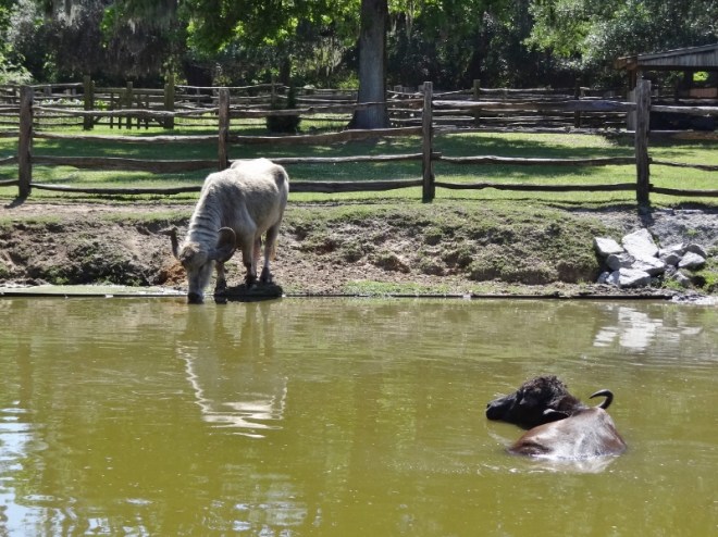 Two water buffalo; the black one only has one horn