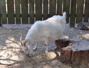 A Cashmere goat