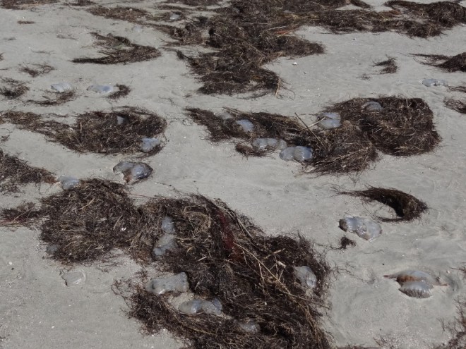 Cannonball jelly fish lay washed up all over the beach