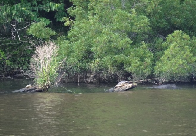 Turtle relaxation time in Bull Creek