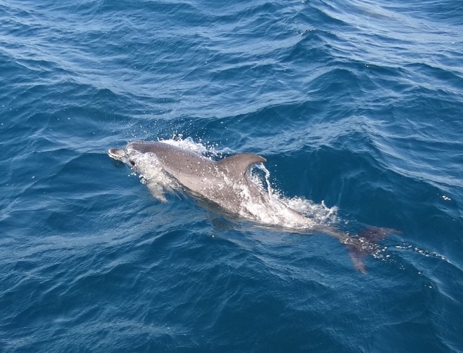 Always a pleasure to see these graceful creatures. And see- the water is sort of blue!