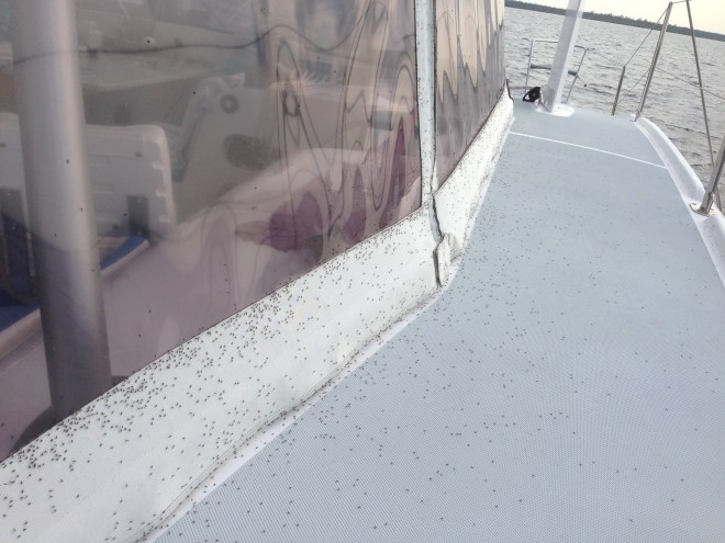 Do they like us or are we being attacked? Ugh- not pleasant either way