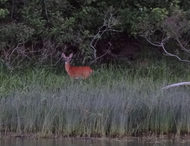 Caught mama deer, the fawns moved into the trees while she watched me