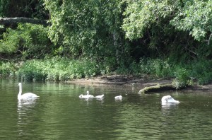 Splish splash, they are taking a bath