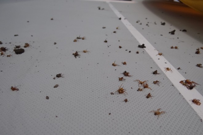 More came out of the stack pack at the stern. Most of the mud was grayish and dry. The spiders appeared alive but not moving.