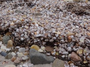 Amber waves of shells- pile up at the high tide line