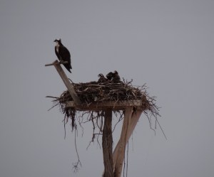 A very vocal nest. The little one on the right was stretching his wings