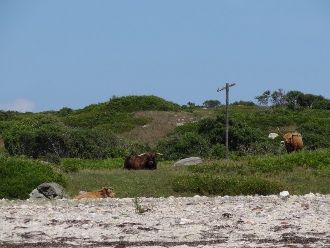 Scottish Highland cattle on Nashawena, a stone's throw from Cuttyhunk